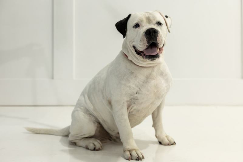 Portrait of sitting white dog.
