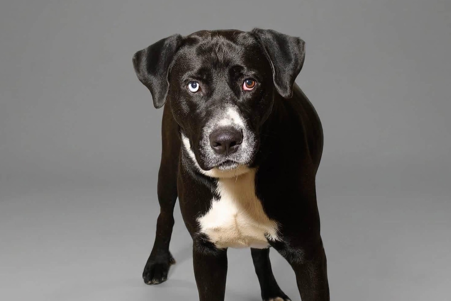 Black-and-white dog.