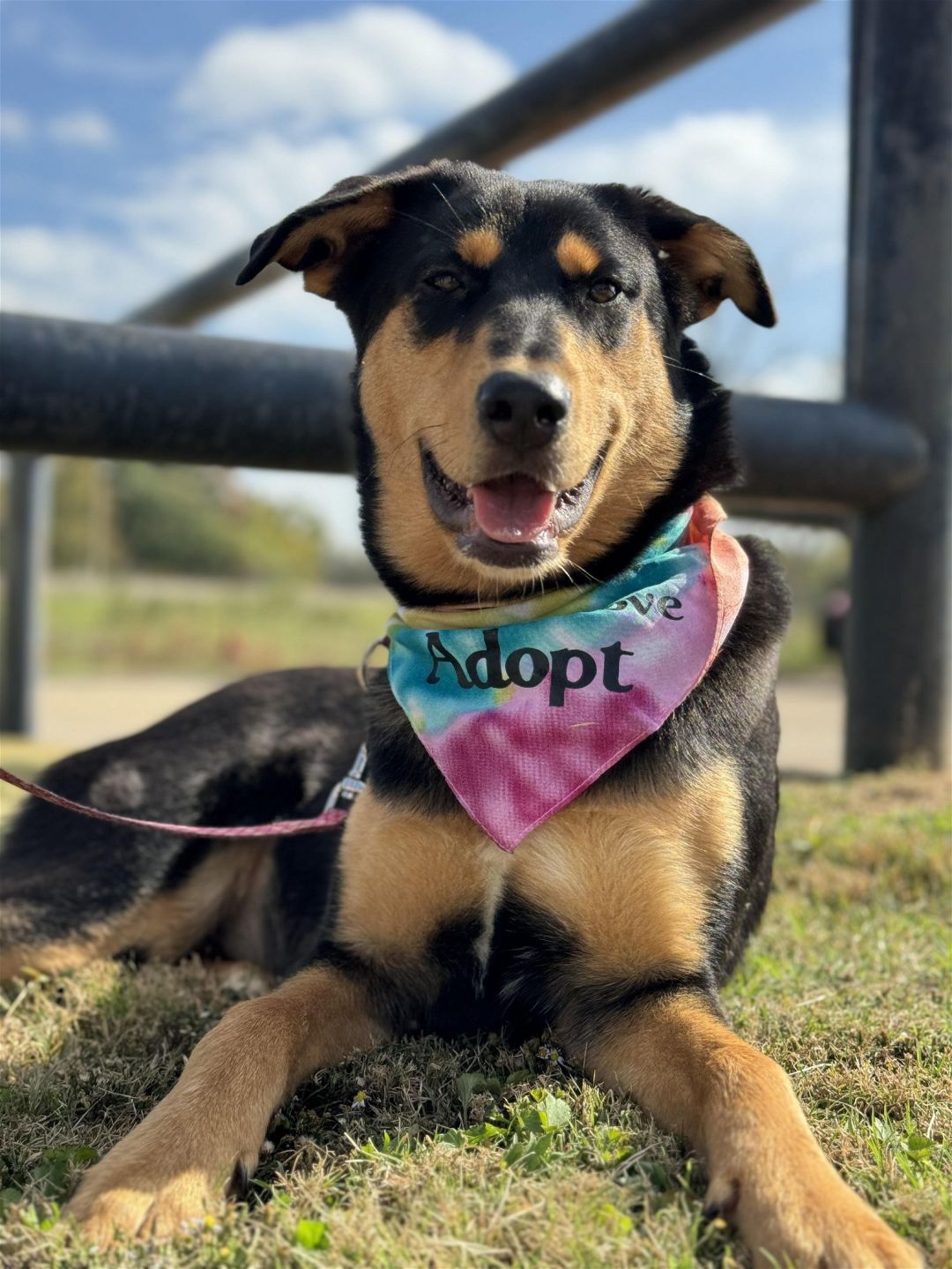 Black-and-tan dog with colorful bandana.