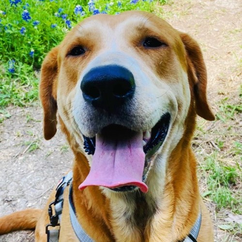 Tan dog with white markings on face.