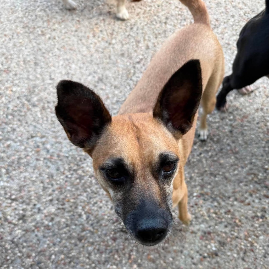 Bella, adoptable dog.