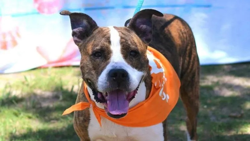 Dog wearing orange bandana.