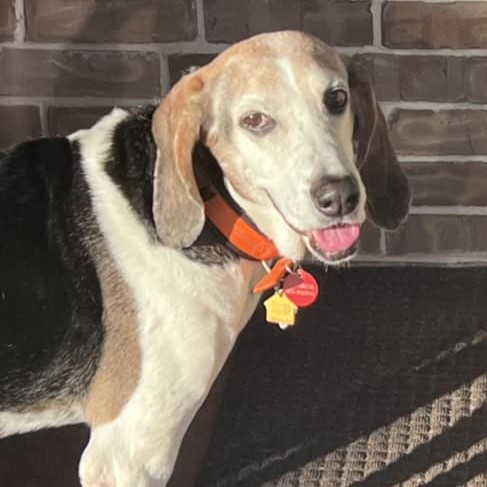 Portrait of standing dog looking at camera.