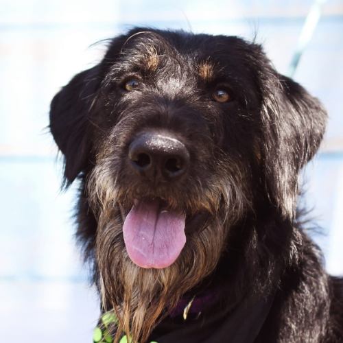 Portrait of long-haired, brown dog.