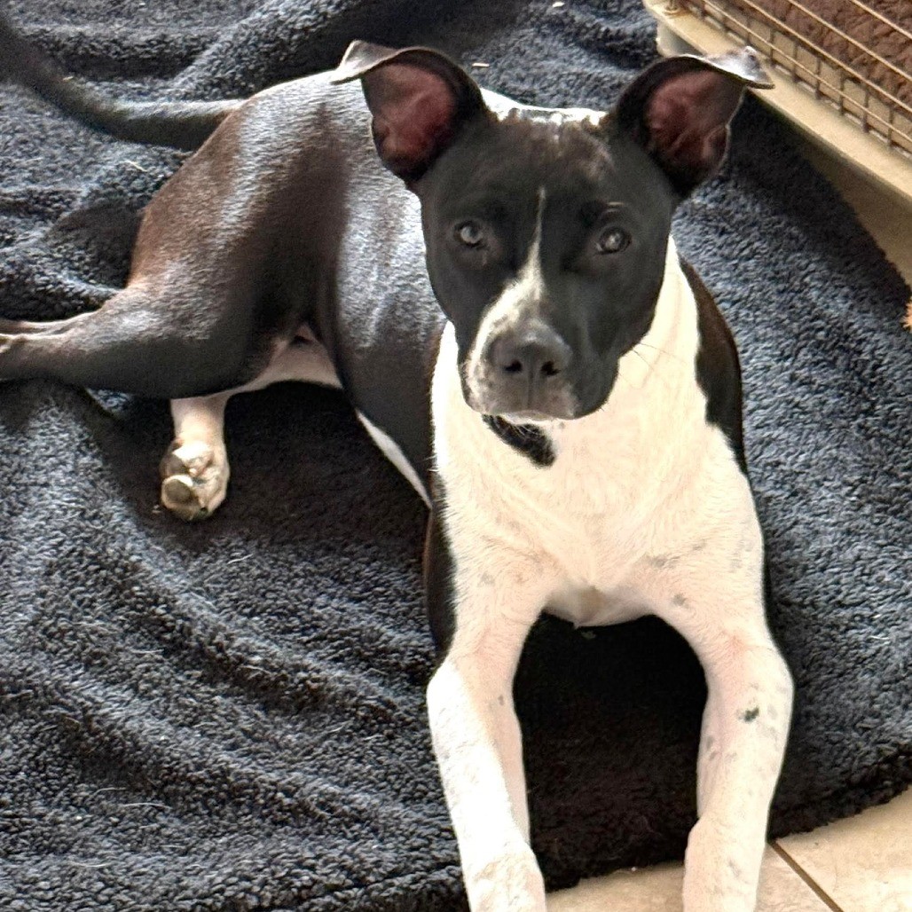 Cuddle Bug, adoptable dog.