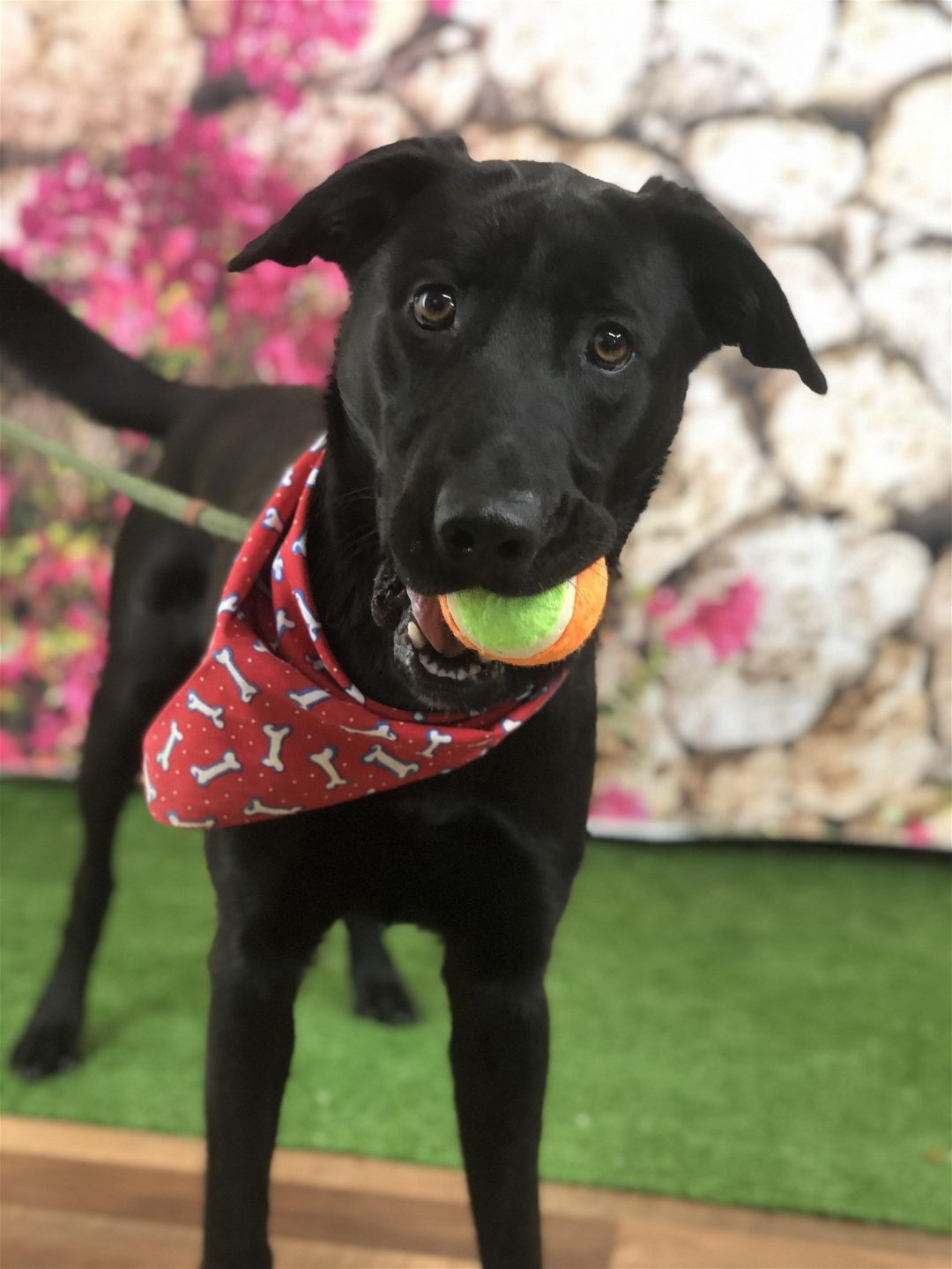 Black dog holding ball.