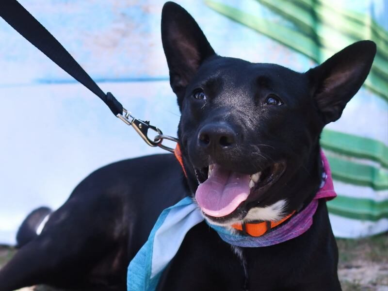 Black dog with bandana in front of blue backdrop.