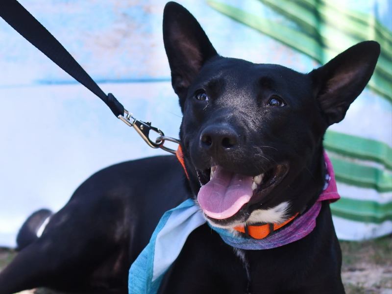 Black dog with bandana in front of blue backdrop.