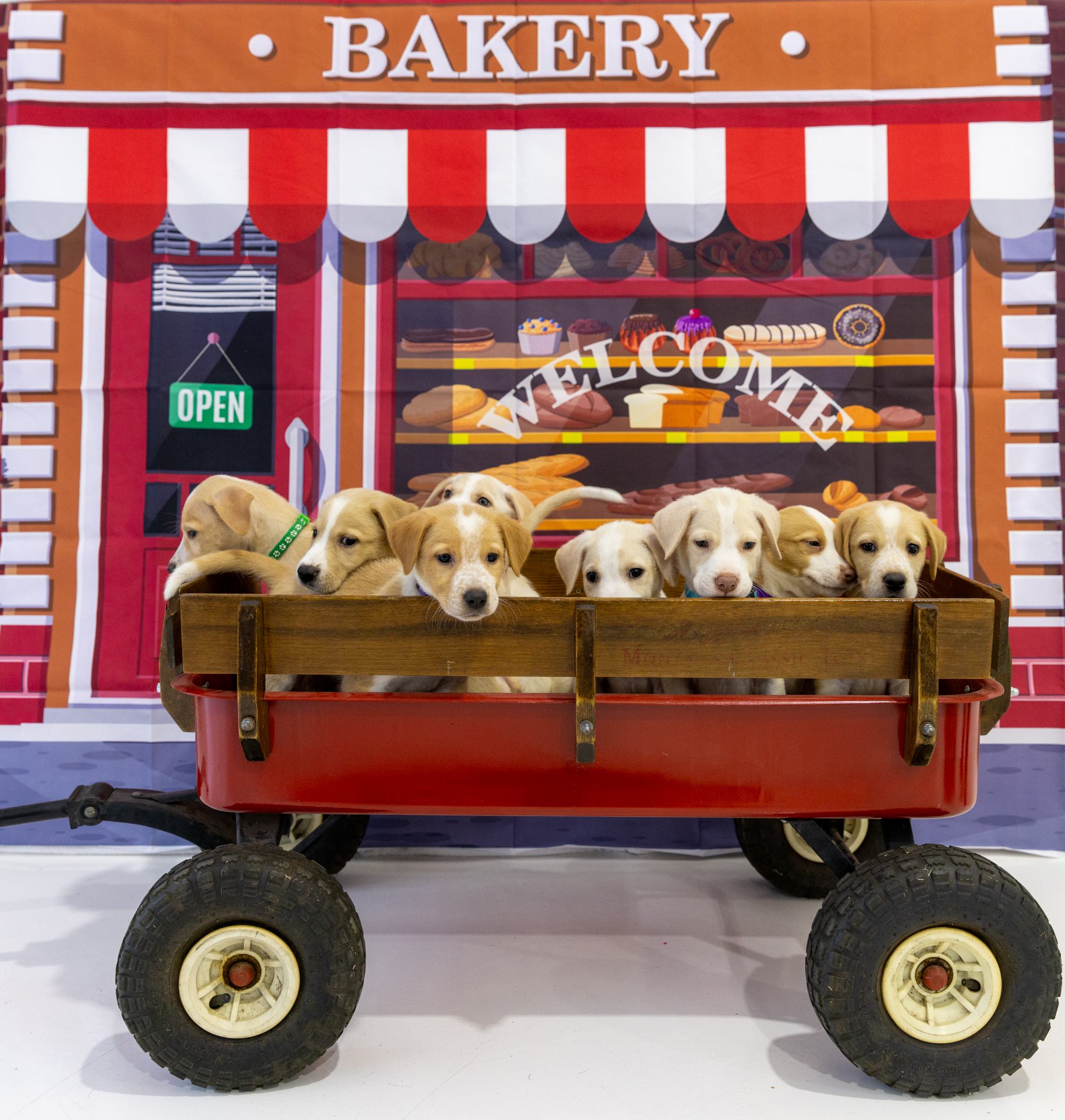 Puppies on red wagon in front of bakery backdrop.