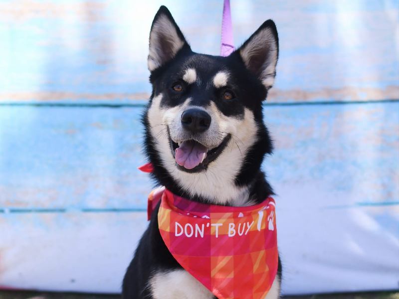 Portrait of husky with red bandana.