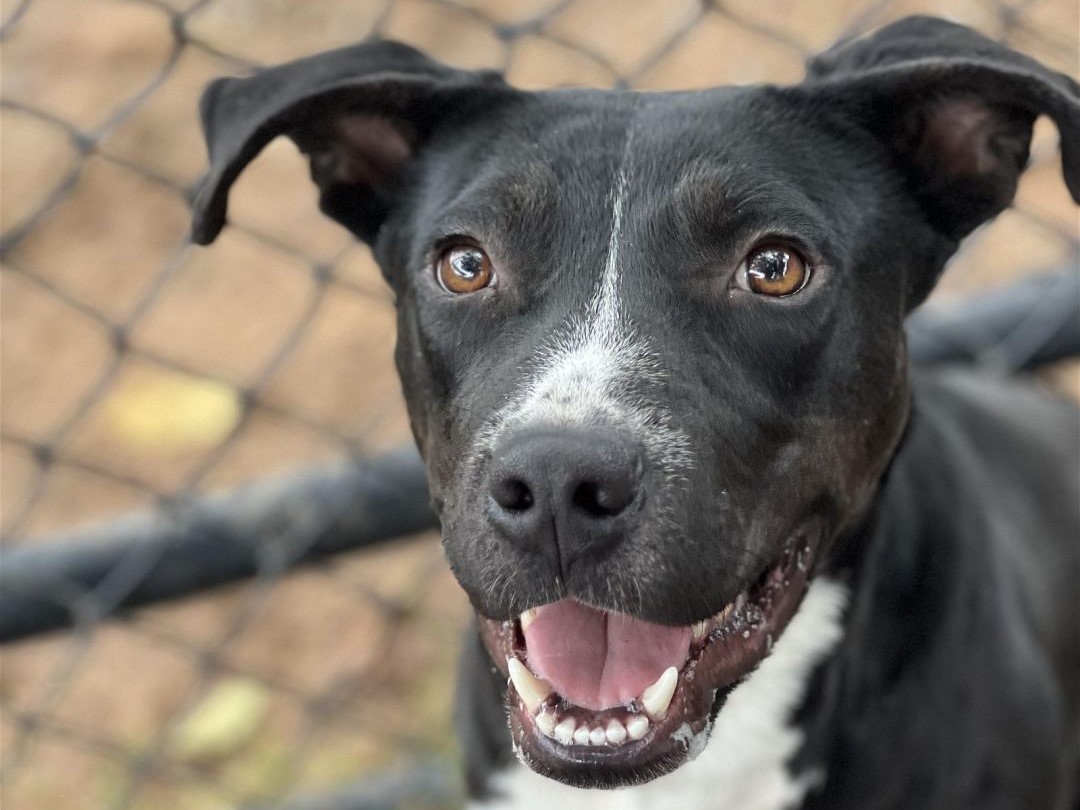 Black-and-white dog.