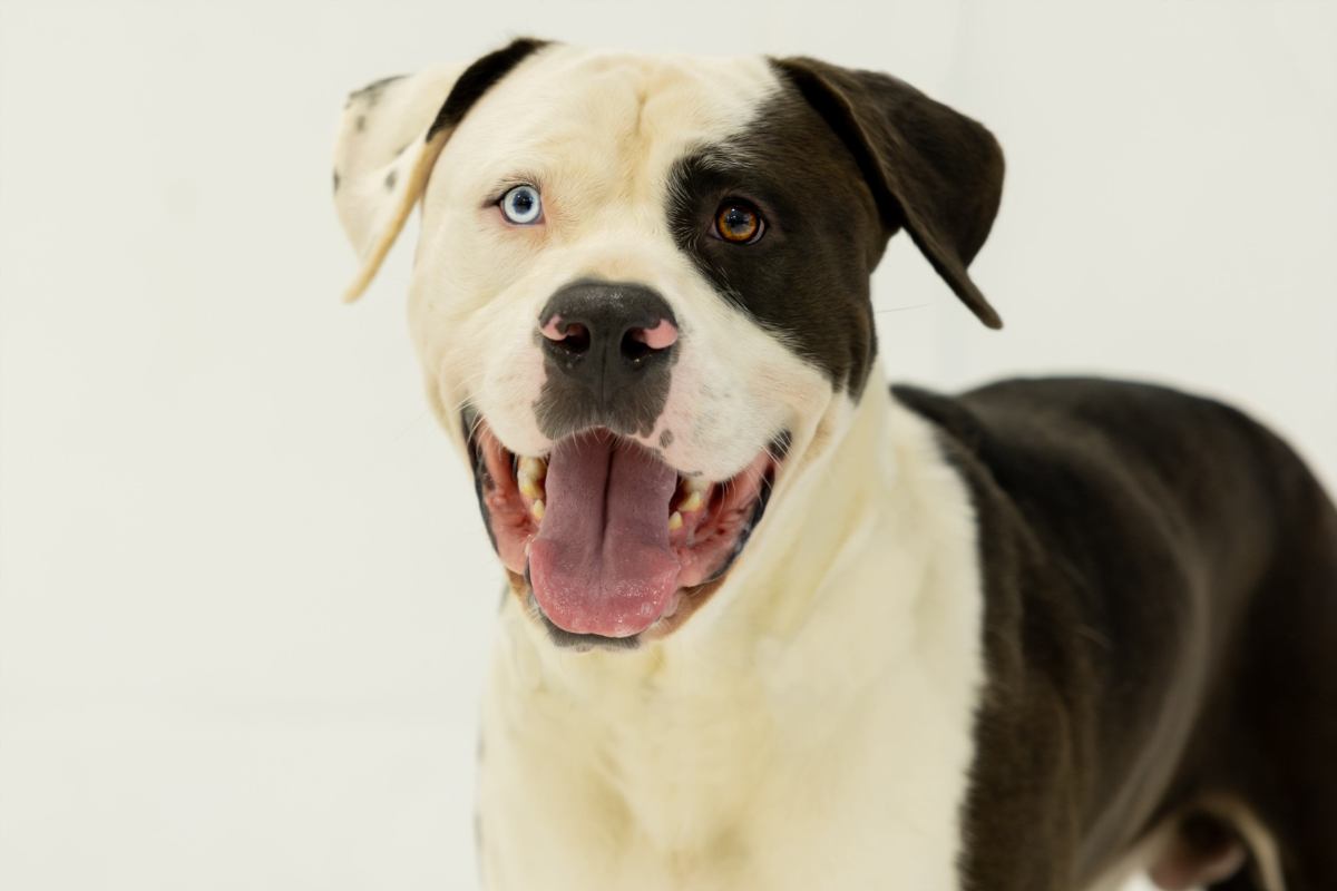 Portrait of black-and-white dog.