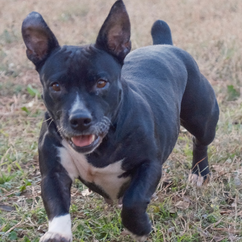 Hershey, adoptable dog.