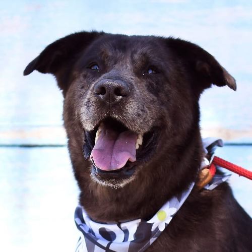 Portrait of dog with bandana.