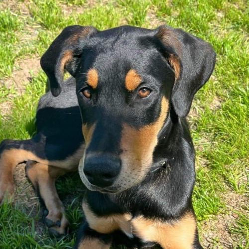 Black-and-tan dog.