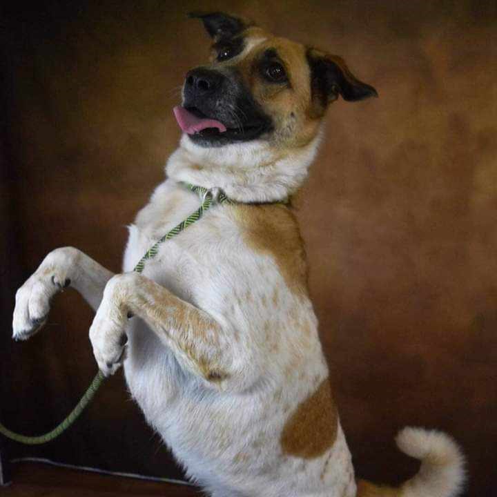 Brown-white dog with tongue out.