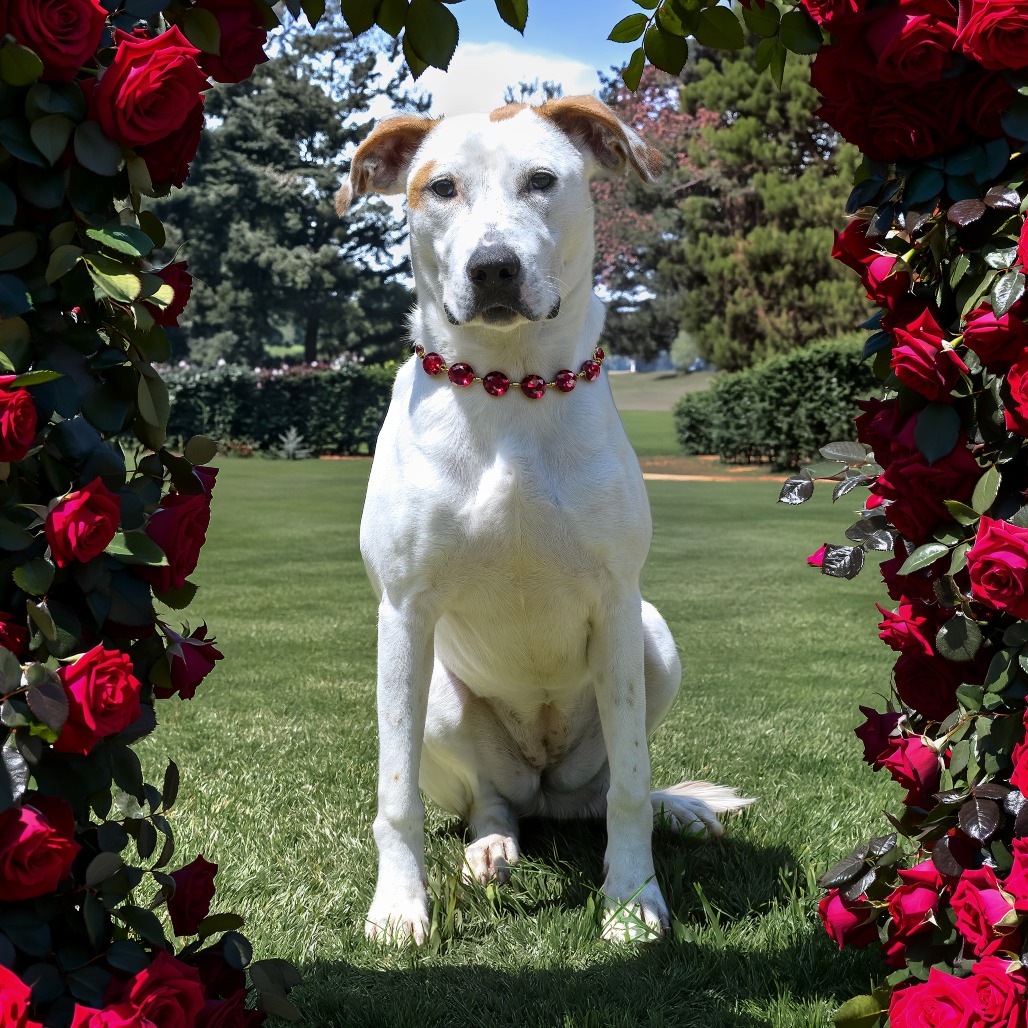 Laney, adoptable dog.