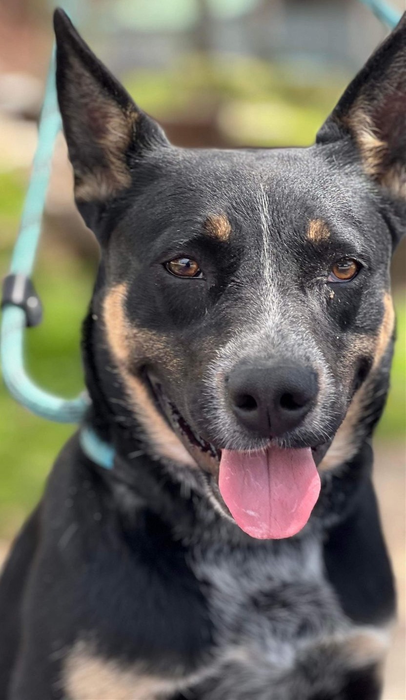 Black dog with tan and white markings.