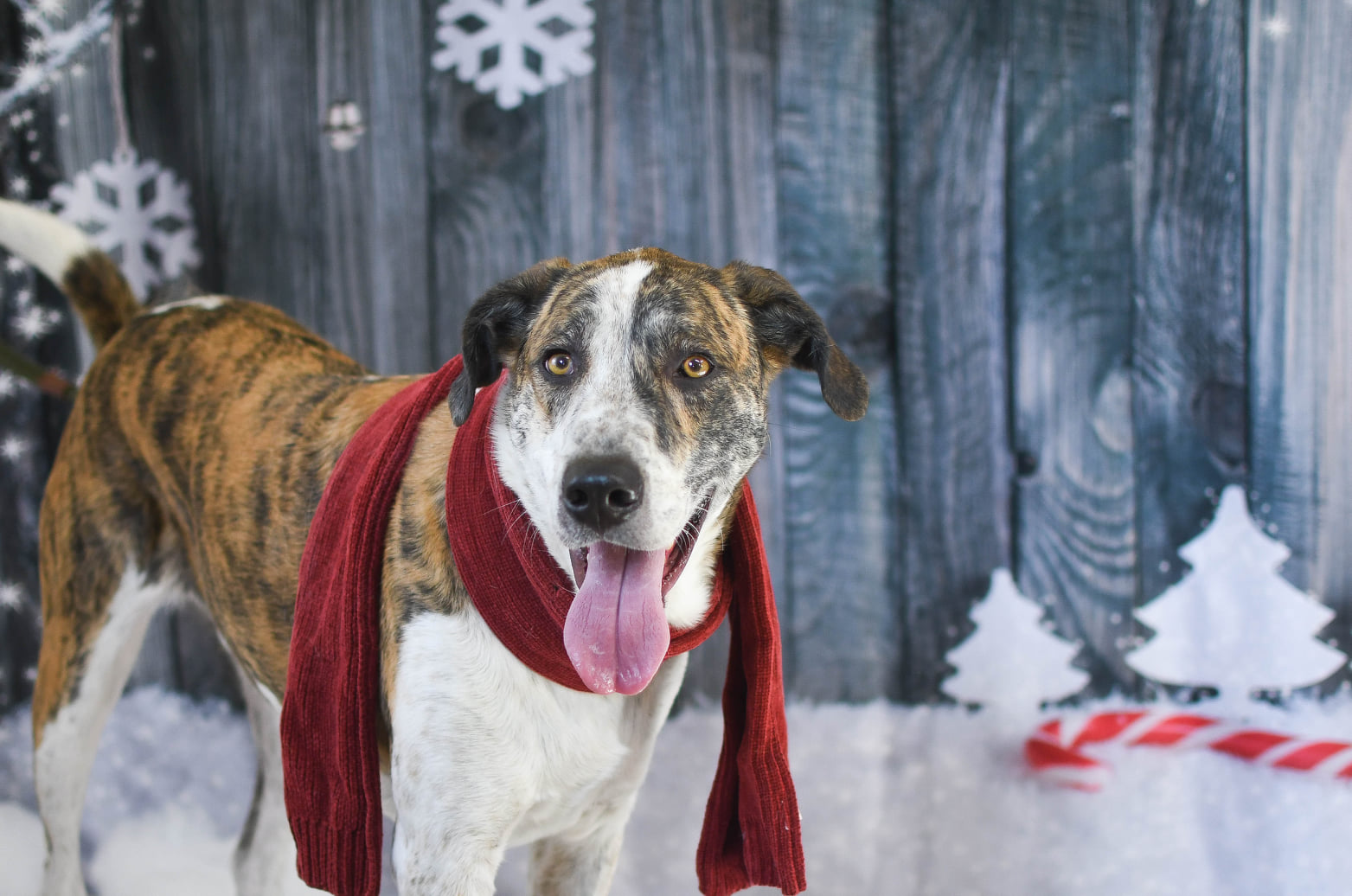Dog with red scarf standing in front of festive backdrop.