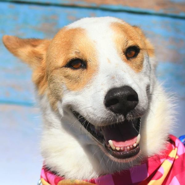 White dog with tan markings and bandana.
