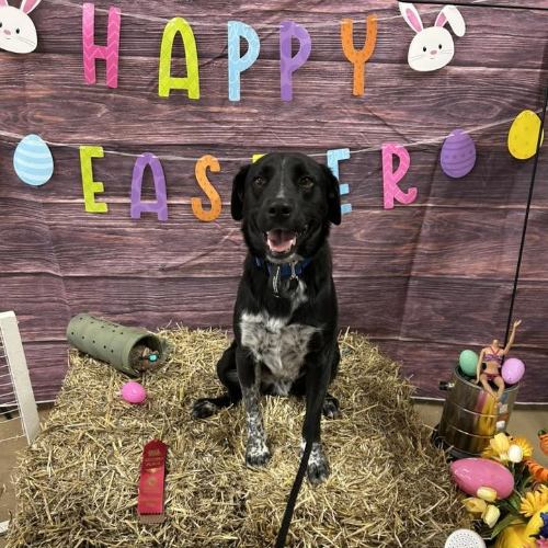 Black dog sitting in front of Happy Easter backdrop