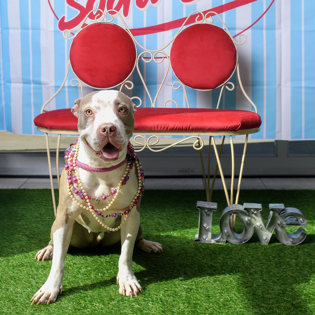 Mia, adoptable dog.