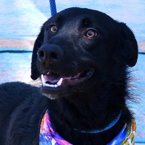 Black dog with bandana.