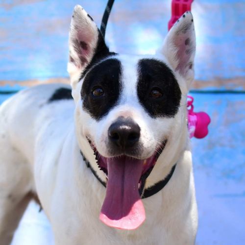 White dog with black markings.