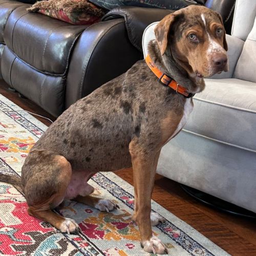 Large brown dog sitting and looking at camera.