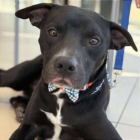 Pharaoh, adoptable dog.