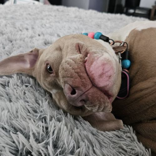 Dog lying on bed
