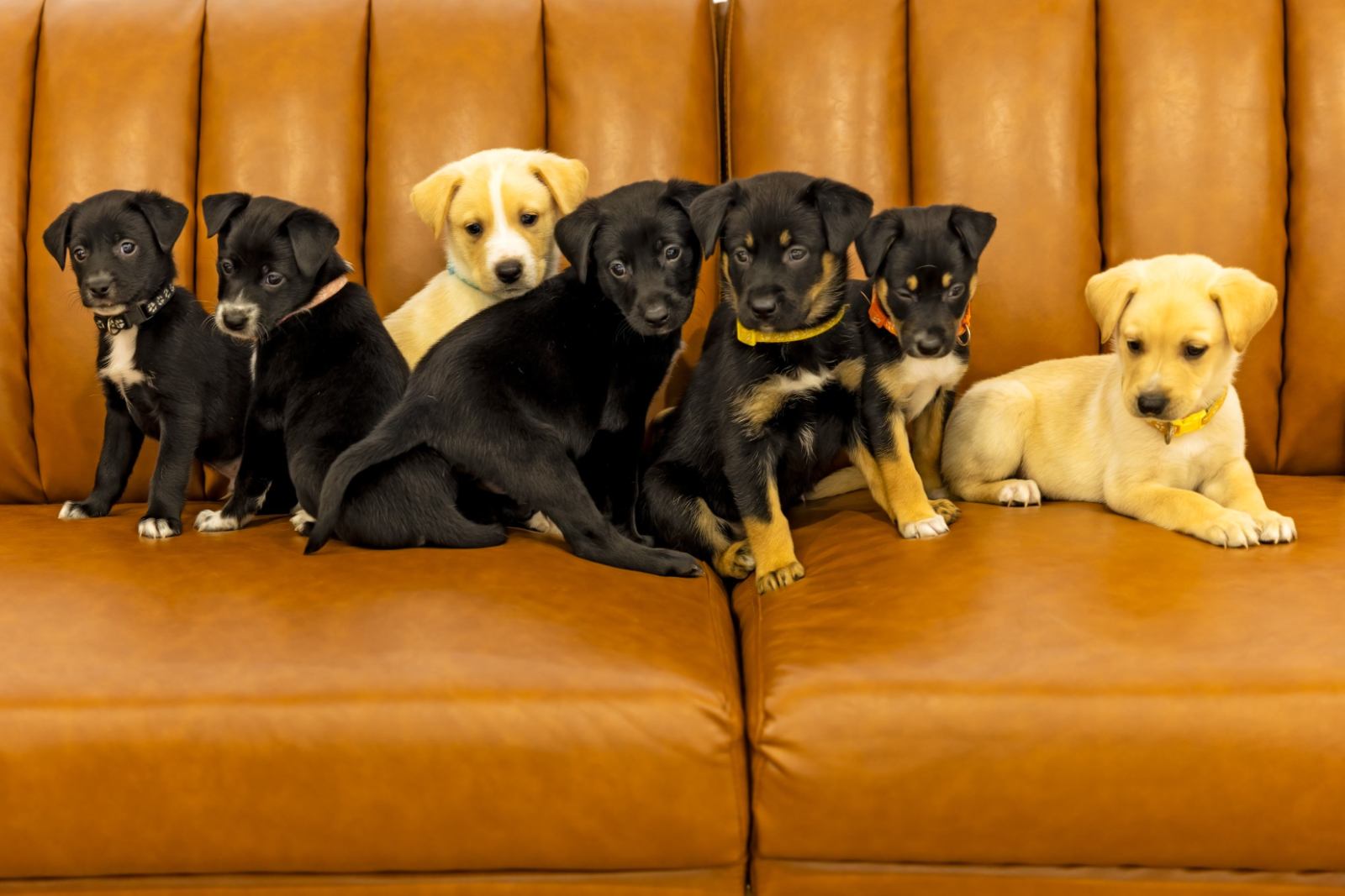 Puppies on couch.