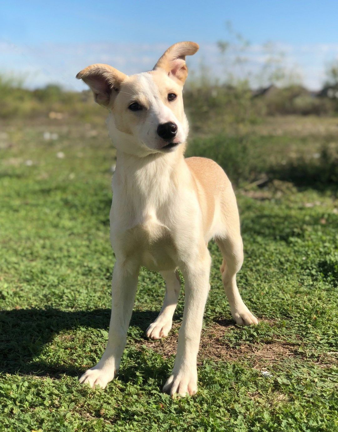 White dog with tan markings.