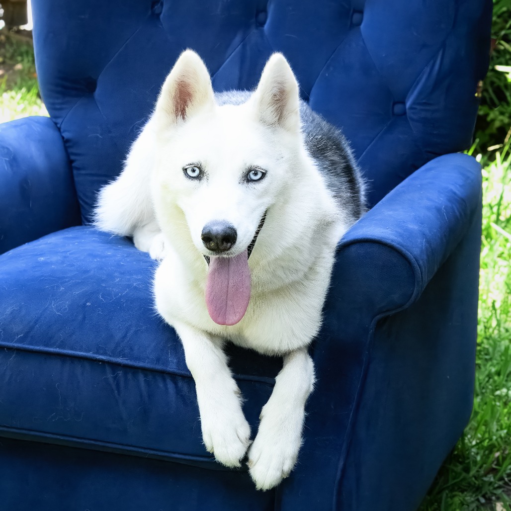 Reba, adoptable husky.