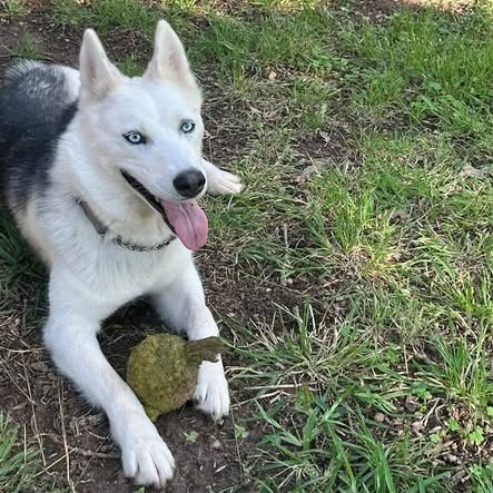 Reba, adoptable dog.