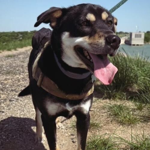 Tri-colored dog standing on trail