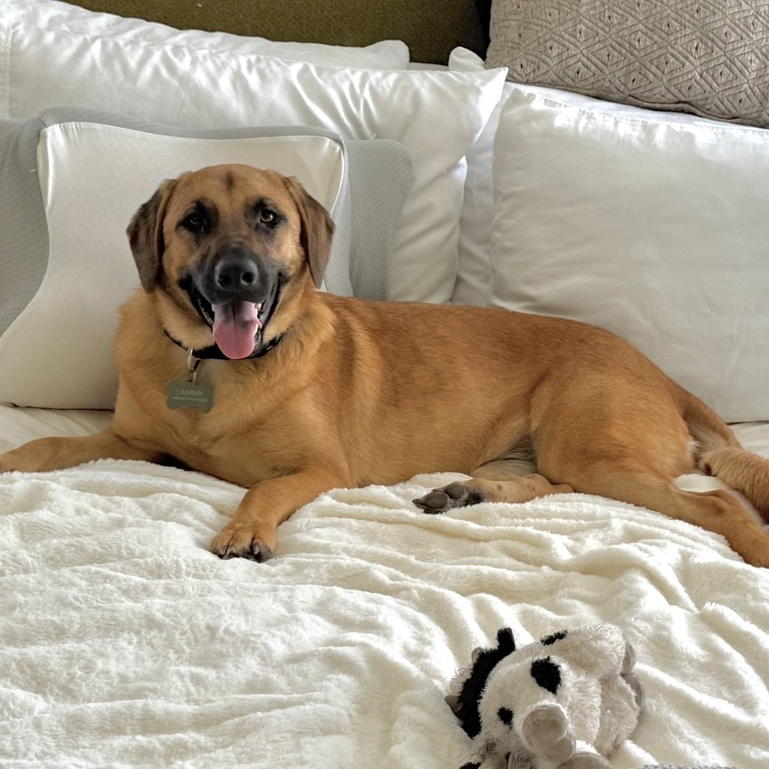 Sammy, adoptable dog.