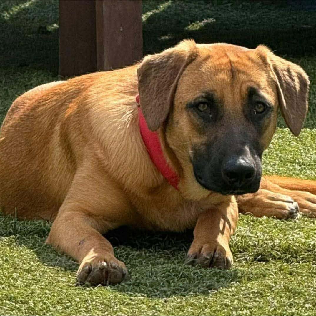 Sammy, adoptable dog.