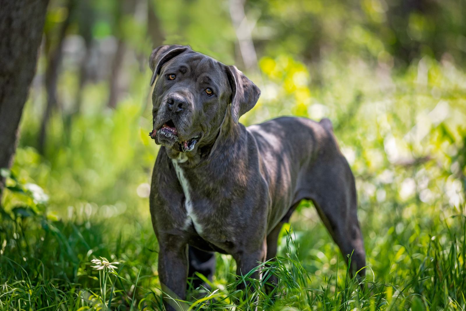 Gray dog with white chest standing in meadow.