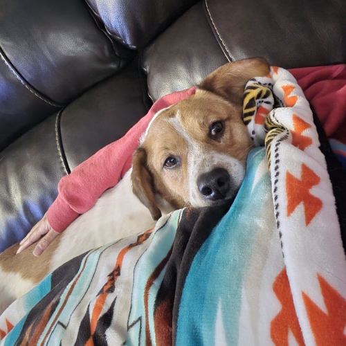Brown-and-white dog cuddling on couch.