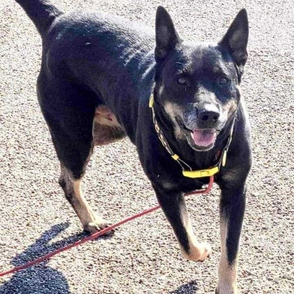 Black dog with pointy ears.