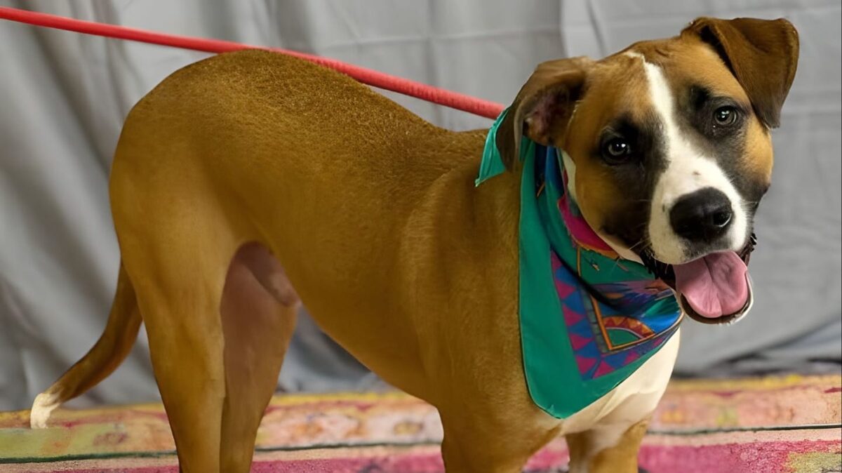 Support Carlton's TPLO surgery.