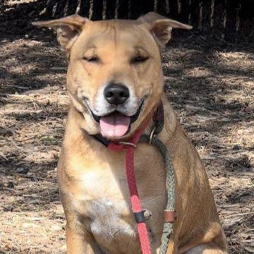 Portrait of tan dog with white chest.