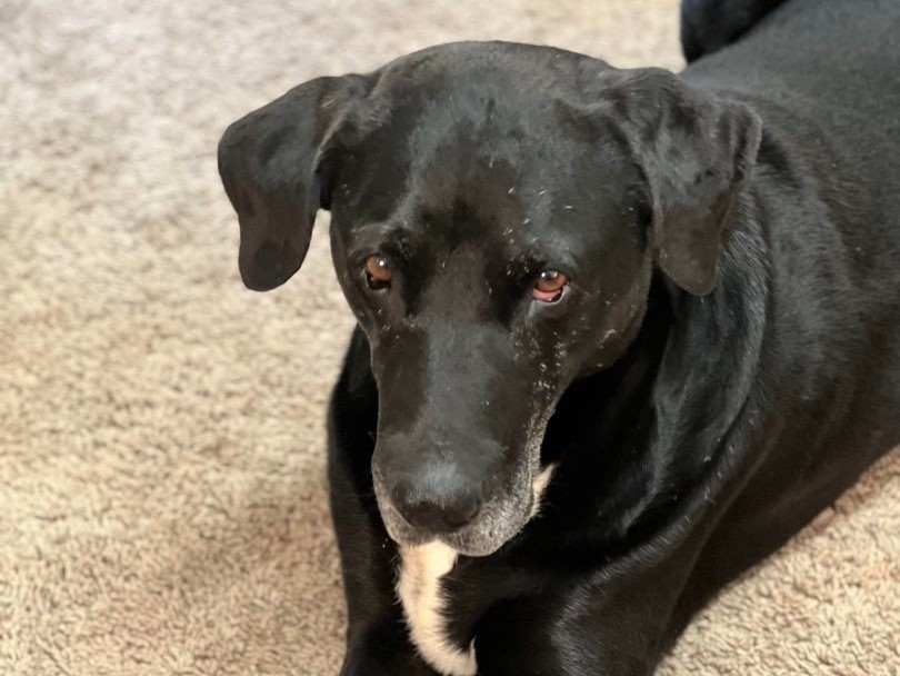Black dog with white chest.