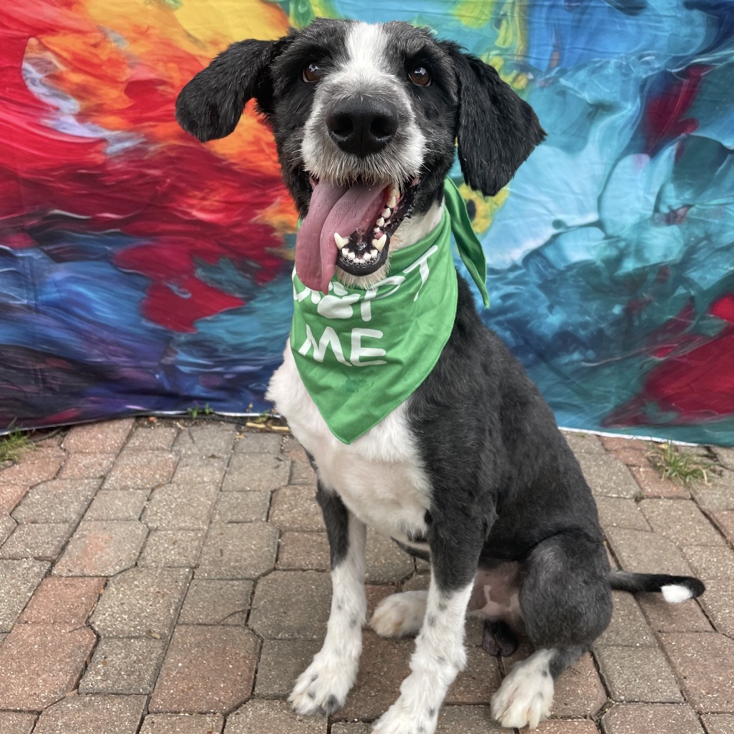 Tuff, adoptable dog.