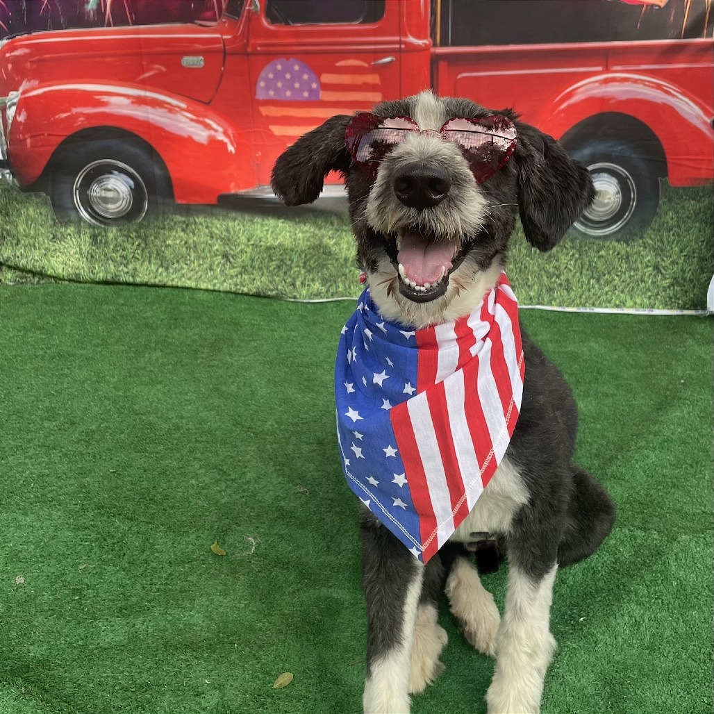 Tuff, adoptable poodle mix.