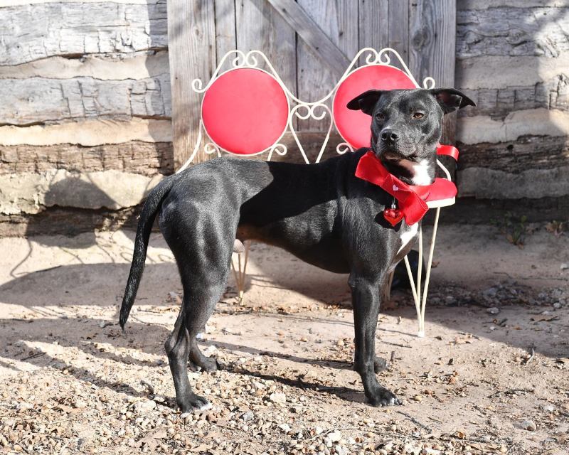 Valentine's adoptable dogs.
