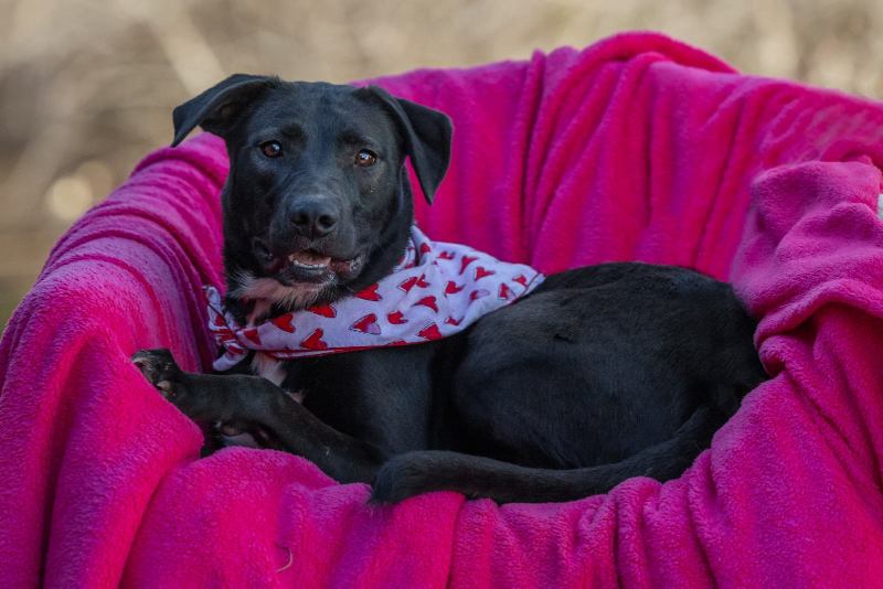 Dog with red-and-orange bandana sitting in front of blue backdrop.