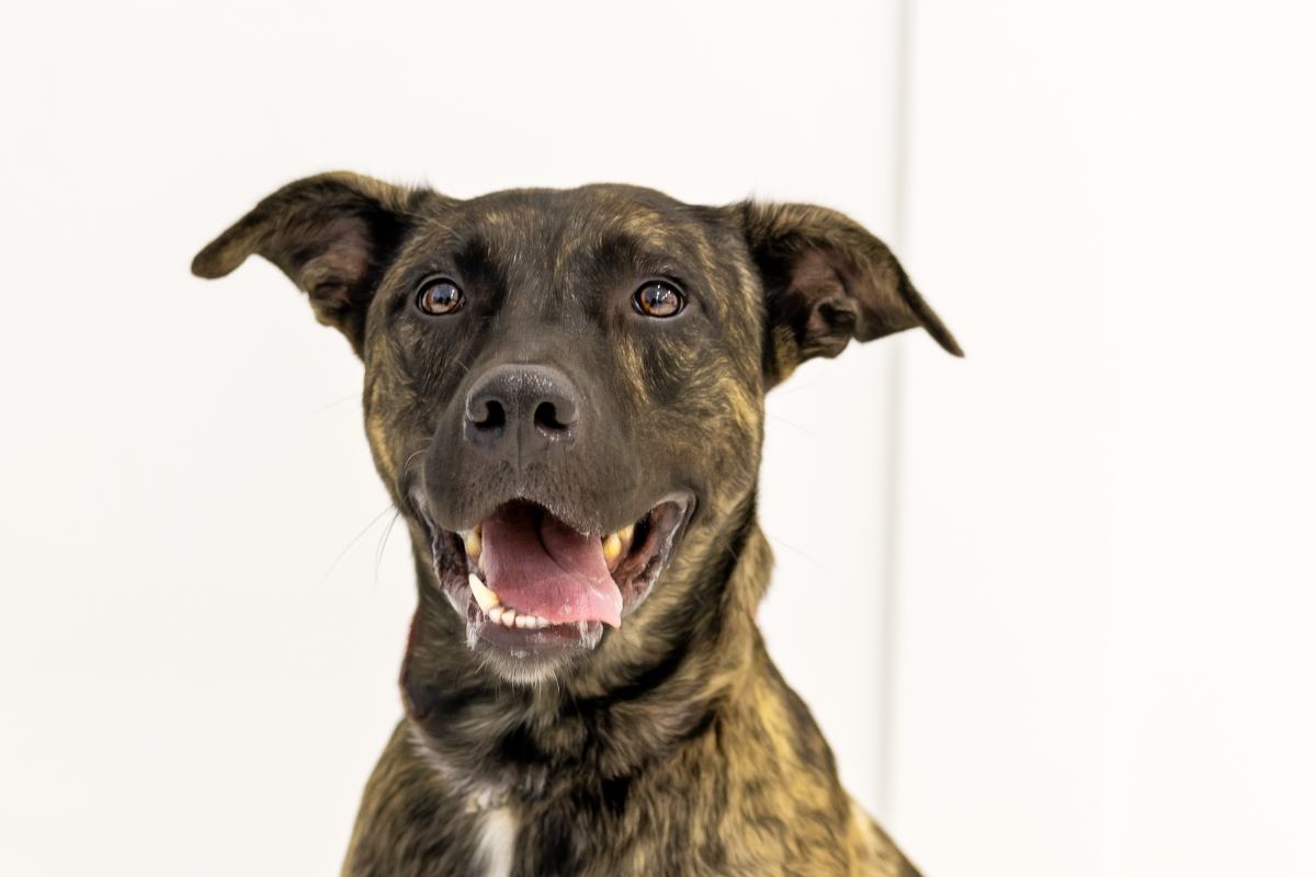 Portrait of brindle dog.