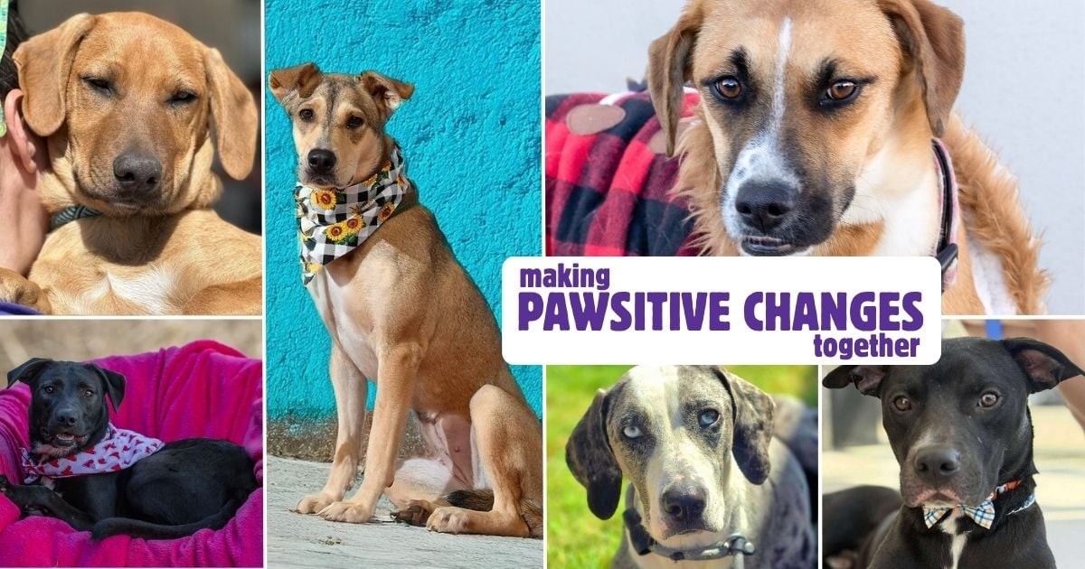Collage featuring dogs with text that reads "Making pawsitive changes together".